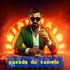 puxada do camelo jogo do bicho